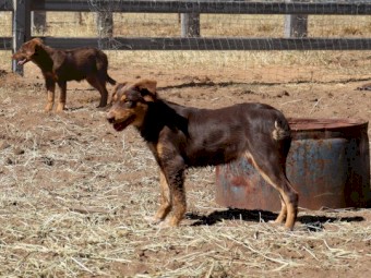 Kelpie Working Cattle Dogs