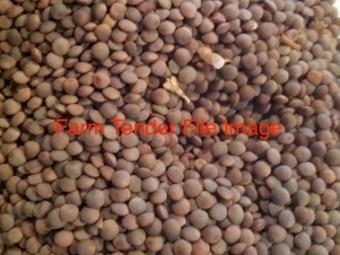 WANTED Export Grade Lentils