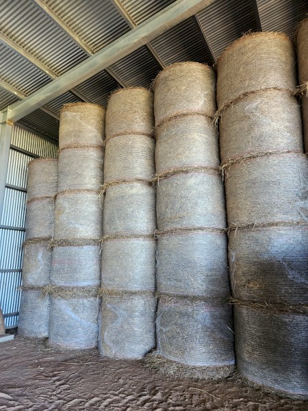 New Season Awnless Wheaten Hay