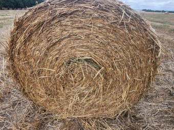 New Season Awnless Wheaten Hay