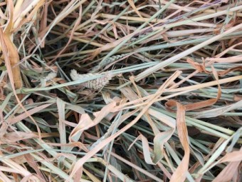 New Season Awnless Wheaten Hay