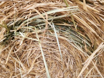 New Season Awnless Wheaten Hay