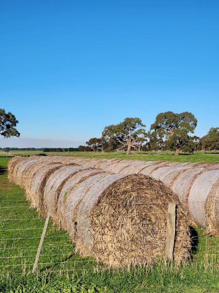 New Season Awnless Wheaten Hay