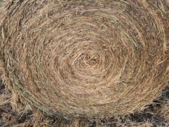 New Season Awnless Wheaten Hay