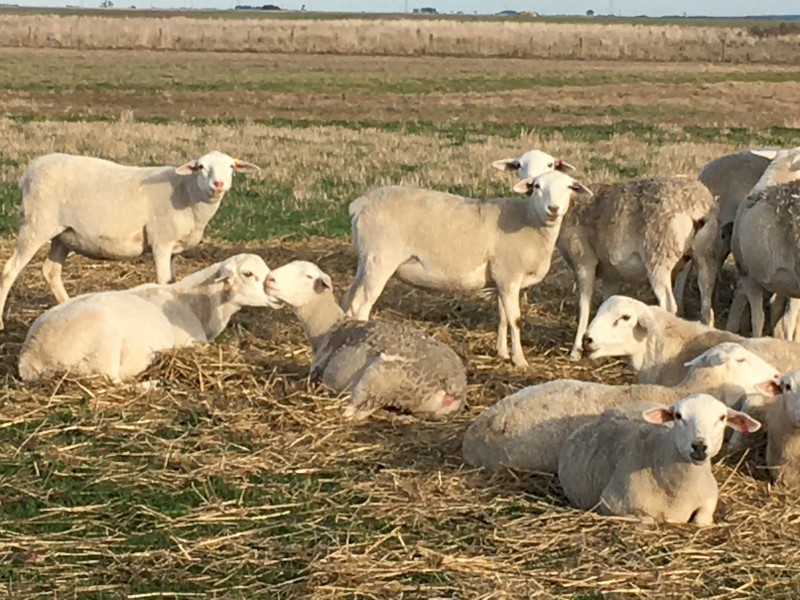 Australian White ewe lambs