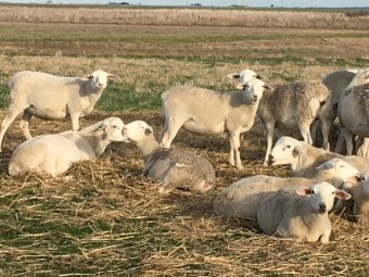 Australian White ewe lambs