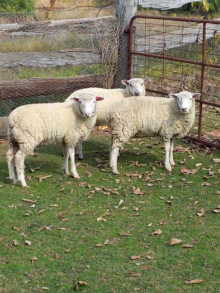 Composite Lambs