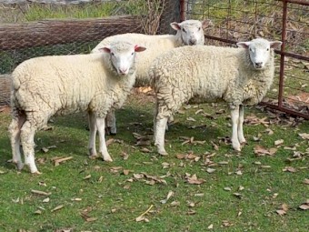 Composite Lambs