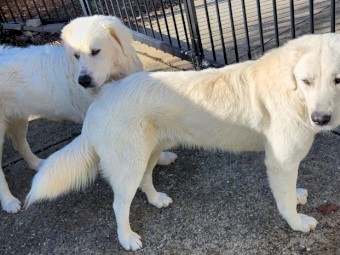 Two brothers, pure bread, Maremma Sheep Dogs.