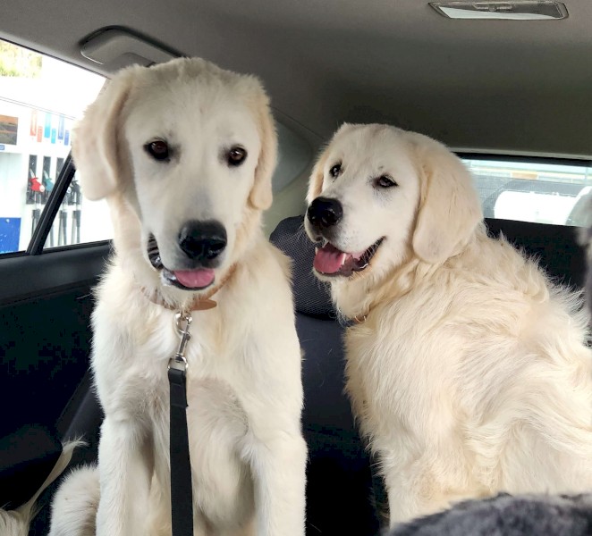 Two brothers, pure bread, Maremma Sheep Dogs.