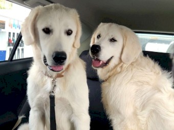 Two brothers, pure bread, Maremma Sheep Dogs.