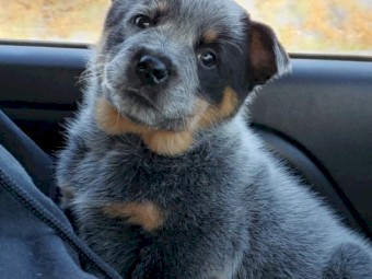 Healthy Cattle dog pups 