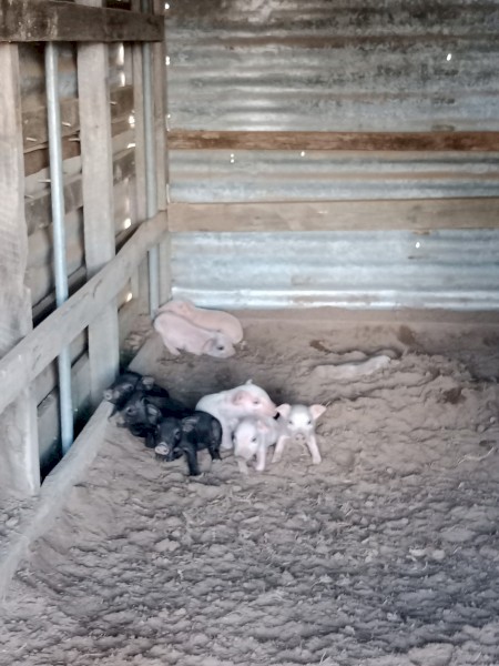 Berkshire Piglets for sale