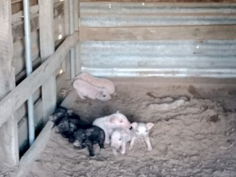 Berkshire Piglets for sale