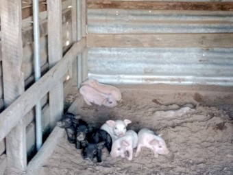 Berkshire Piglets for sale