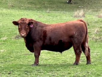 Registered Red Angus Bull