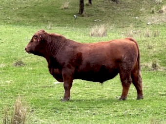 Registered Red Angus Bull