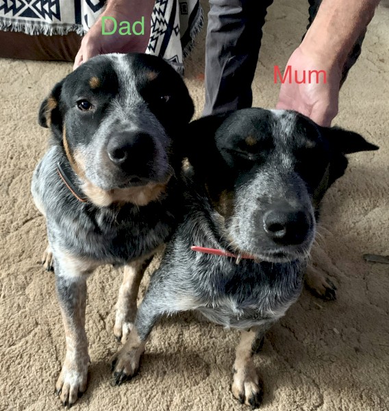 Australian Cattle Dog Stumpy Tails