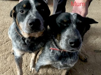 Australian Cattle Dog Stumpy Tails