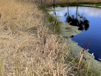 Agistment available in Geelong