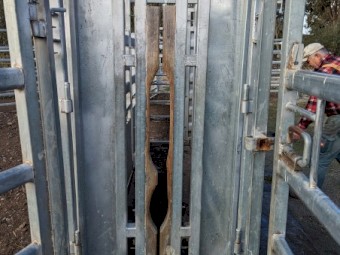 Brazzen HD Vet Crush  Weigh Platform,