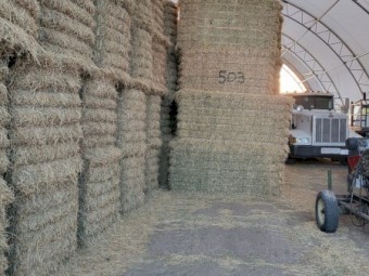 ALFALFA HAY FOR SALE 