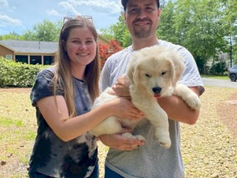 5 golden retriever puppies for new homes