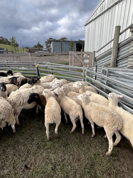 63 Dorper Ewes 4 Rams