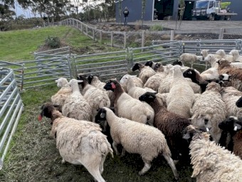 63 Dorper Ewes 4 Rams