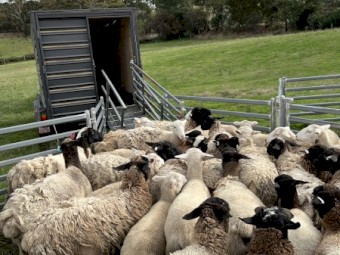 63 Dorper Ewes 4 Rams