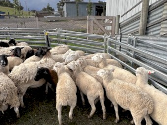63 Dorper Ewes 4 Rams