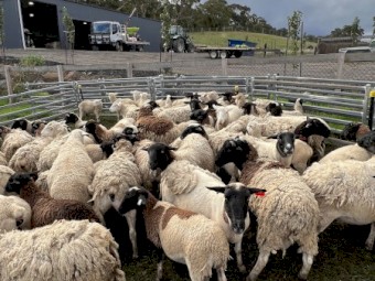 63 Dorper Ewes 4 Rams