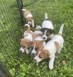 Jack Russell Puppies