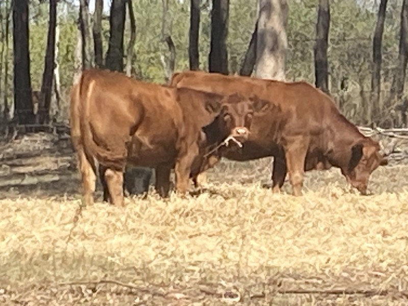 Drought master x black angus weaners