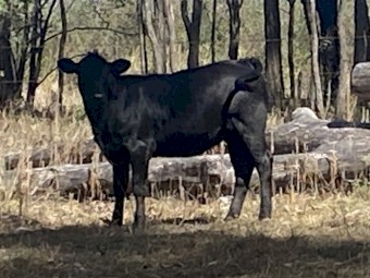 Drought master x black angus weaners