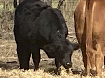 Drought master x black angus weaners