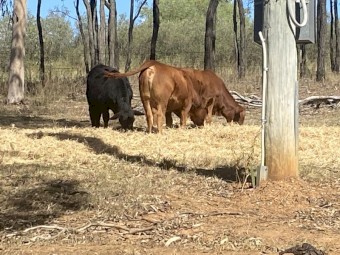 Drought master x black angus weaners