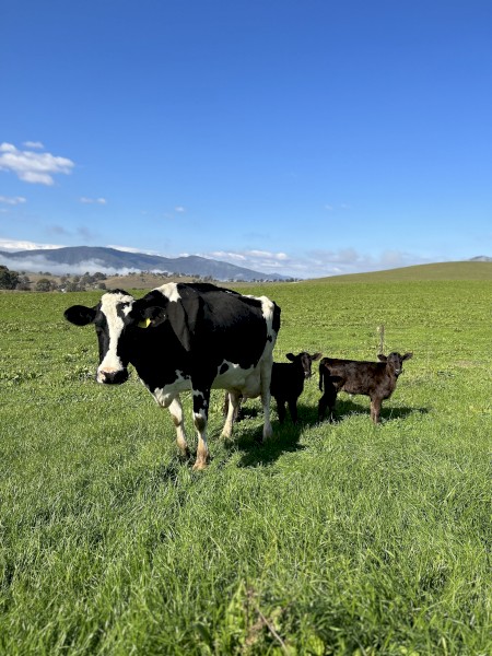 Ex dairy cows with Angus cross calves