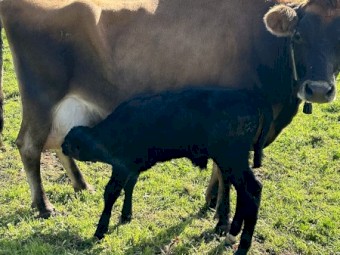 Ex dairy cows with Angus cross calves