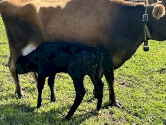 Ex dairy cows with Angus cross calves