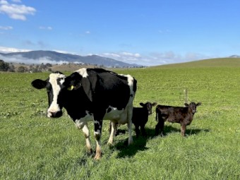 Ex dairy cows with Angus cross calves