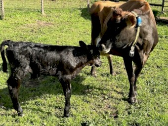 Ex dairy cows with Angus cross calves