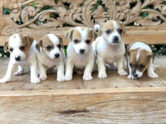 Purebred Jackrussell puppies for sale 