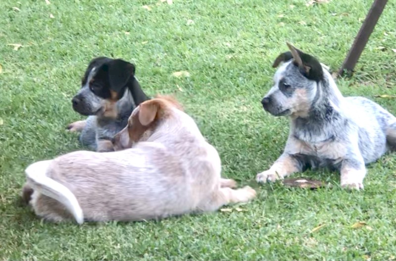 Australian Cattle dog pups