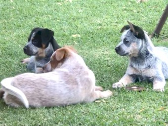 Australian Cattle dog pups