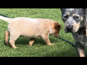Australian Cattle dog pups
