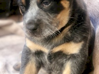 Australian Cattle dog pups