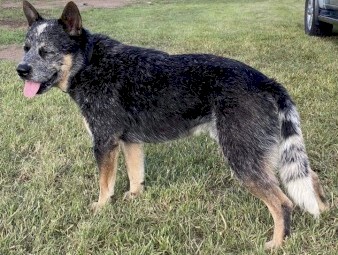 Australian Cattle dog pups