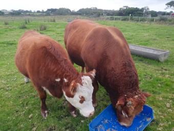 Pure French Limousine Bull
