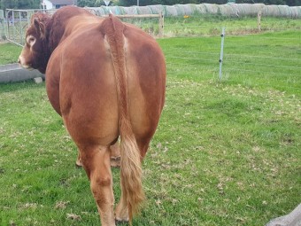 Pure French Limousine Bull